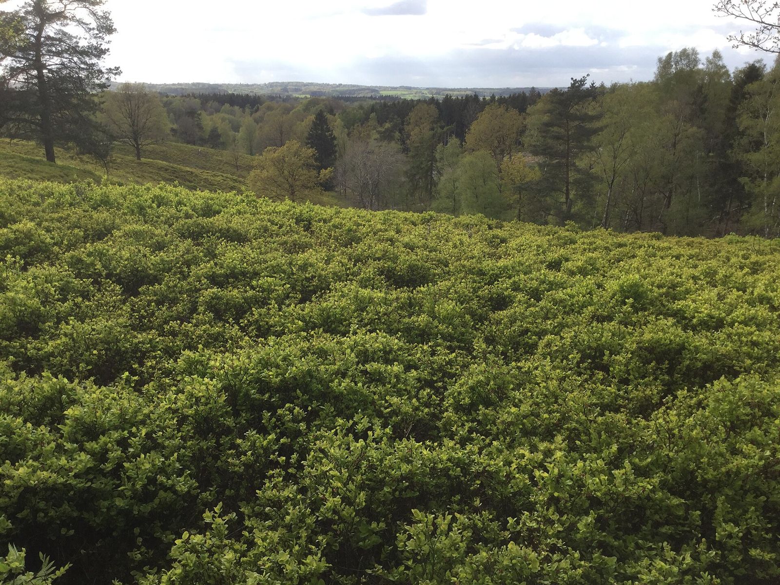 Blick vom Boxberg über den Naturpark Aukrug