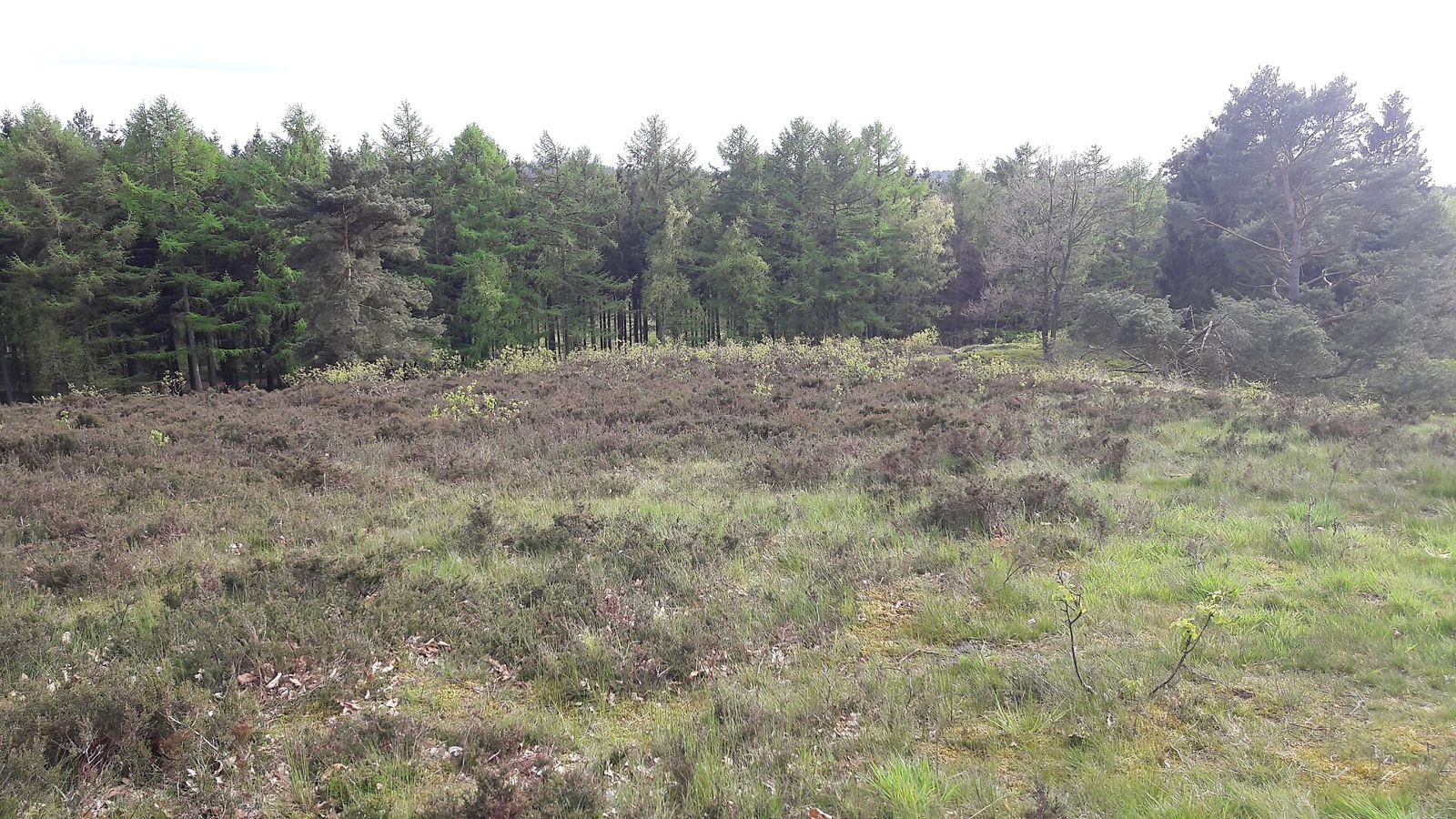 Offene Heidefläche mit Wald