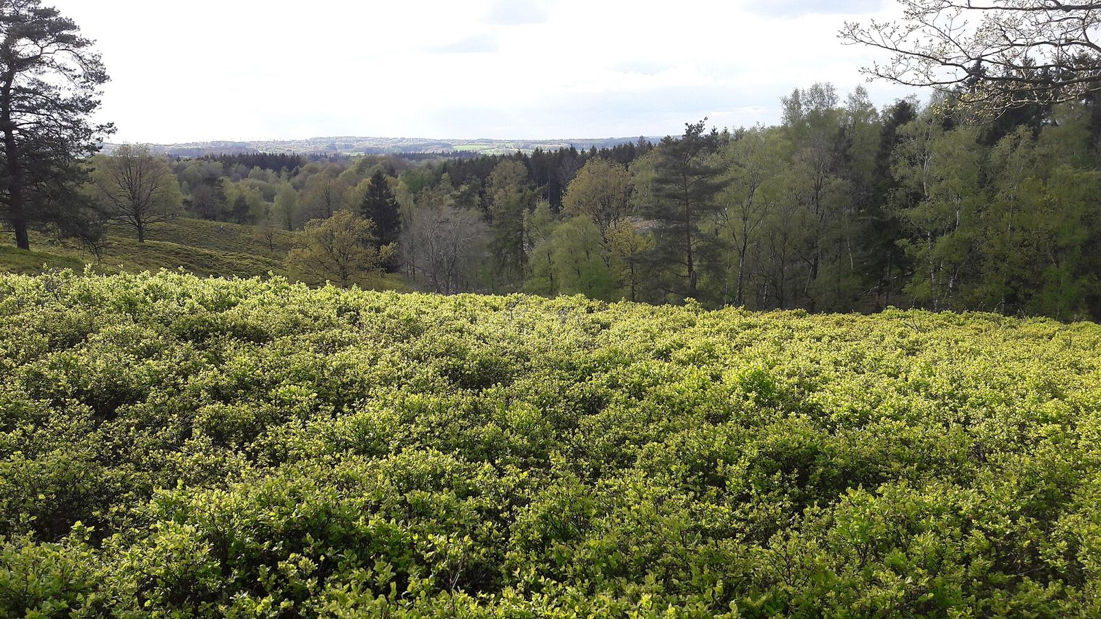 Heidelandschaft am Boxberg im Naturpark Aukrug