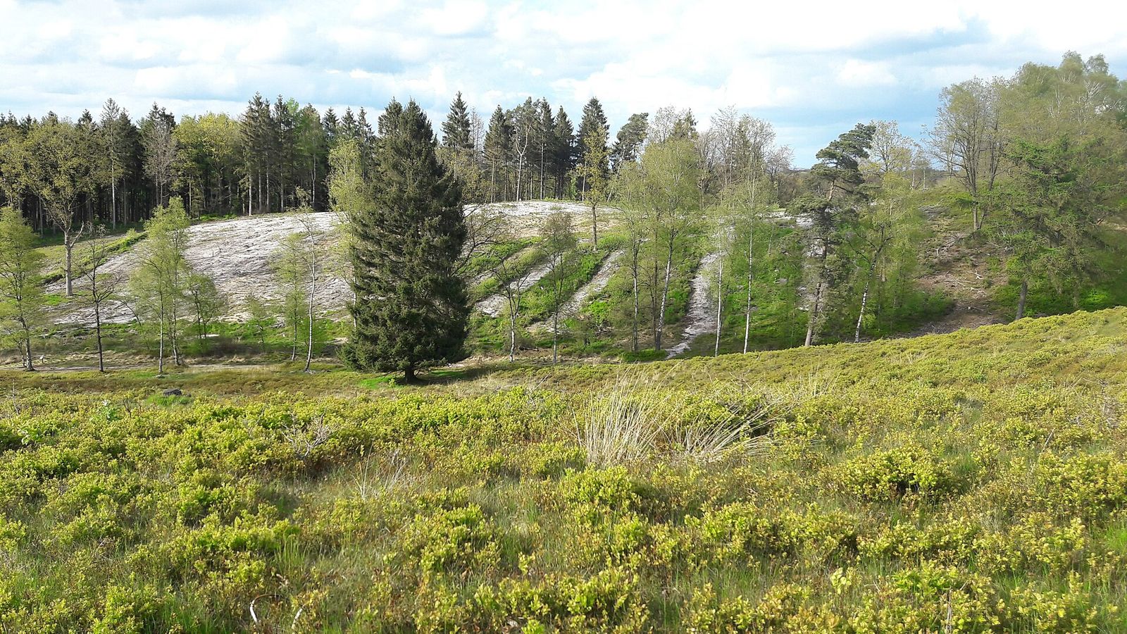 Heide mit Sandhang am Boxberg